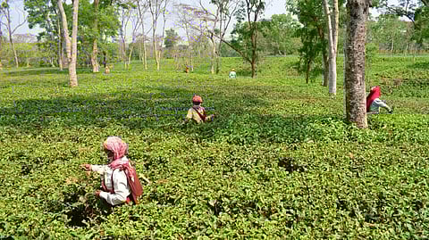Industrialization of Assam