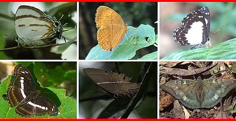 butterfly species