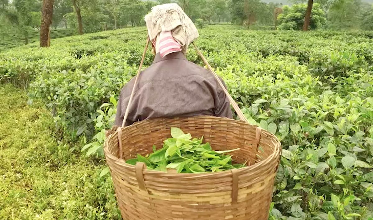 A new dawn for Assam’s Tea Tribe and Adivasi communities
