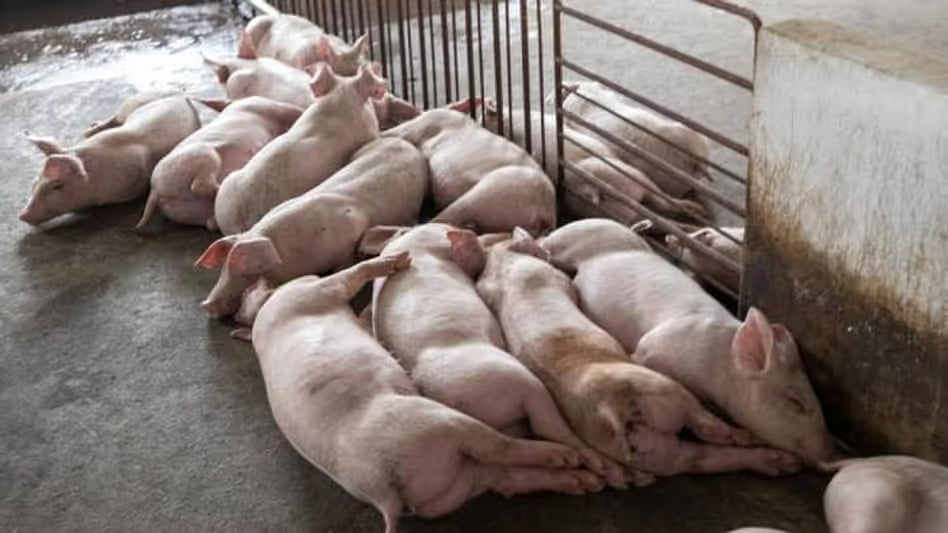 African Swine Fever outbreak in Sivasagar 200 pigs culled