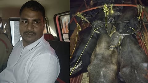 Image of the arrested cattle smuggler kingpin, Akram Ali, on the left and rescued cattle on the right