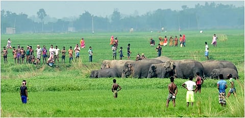 Human Elephant Conflict 