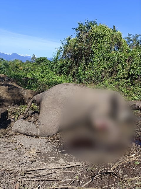 An image of a dead elephant was found in Banjitbari under the Amteka Forest Range Office at Chirang District 