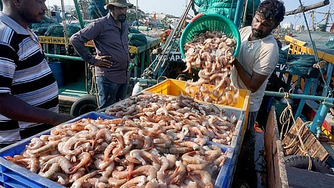 Seafood exporters seek market diversification, value addition amid US tariff blow