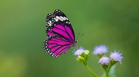 Eighth Namdapha butterfly festival in Arunachal from November 26