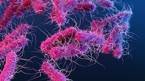 Scientists find E. Coli spreads as fast as swine flu: Study