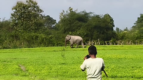 Image of the Wild Elephant Creates Ruckus in Bijni's Bishnupur, Villagers 