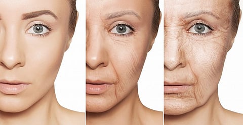 Scientific study unlocks potential for new anti-ageing therapies