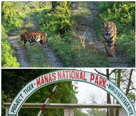 Manas Park Tiger Sighting Highlights Assam's Conservation Efforts