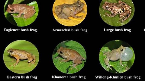 Six new amphibian species discovered from Arunachal in NE biodiversity study