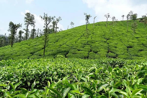 Green economy for sustainable Assam