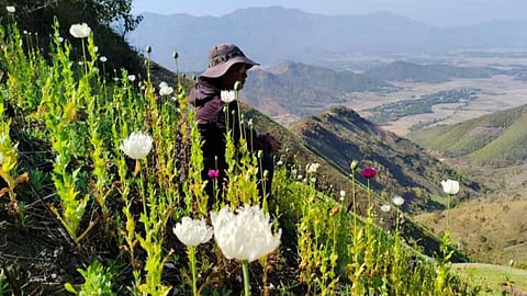 poppy cultivation
