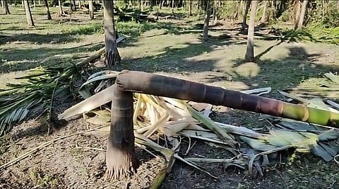 Image shows the destruction caused by the herd of elephants in the India-Bhutan border region