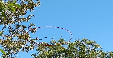 Rare Great Indian Hornbill Flock Spotted in Arunachal’s Village