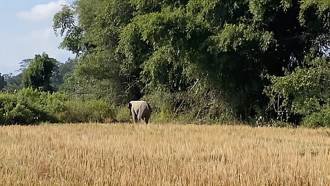 A wild elephant creating ruckus in Tamulpur's Angarkata