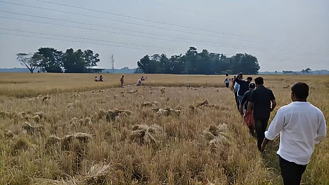 Paddy fields in Dergaon's in Kalyapani village