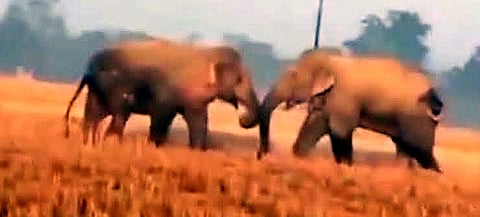Wild elephants