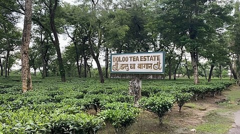 File photo of Doloo Tea Estate, Silchar