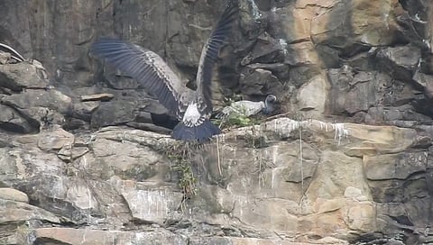 Image of two Endangered Vultures among 35 