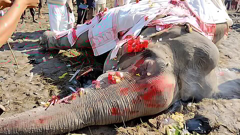 Image of the electrocuted elephant at the field in Bhulukaguri, Ahatguri