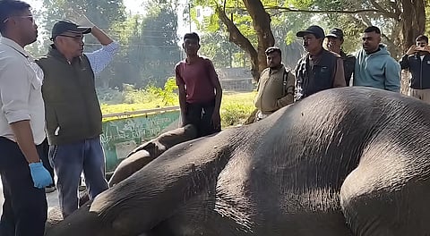 Kaziranga National Park