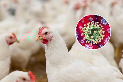 Bird flu viruses