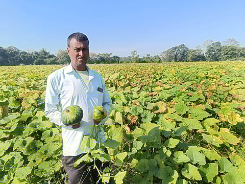 pumpkin cultivation