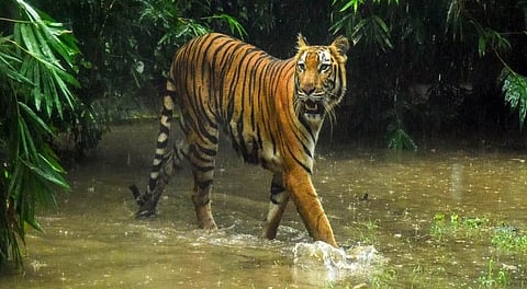 tiger census