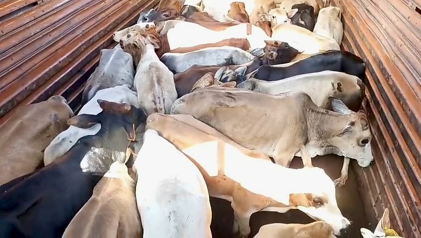 Assam: Crackdown on cattle smuggling in Demow