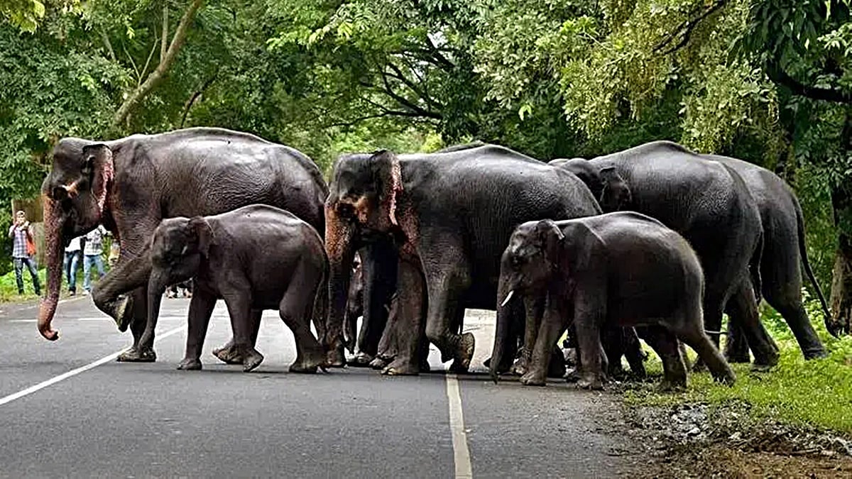 Human–Elephant conflict intensifies in Golaghat amid shrinking forests