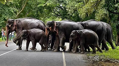 Human–Elephant conflict