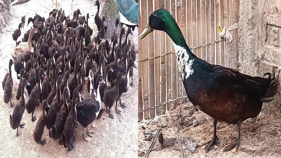Nagi duck & Rajdigheli goose breeds secure national recognition