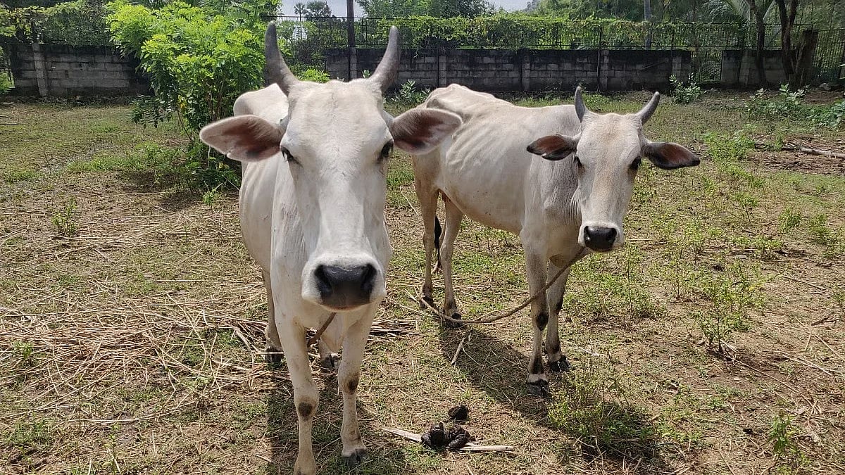 Two stolen cattle recovered from Demow market, one accused absconding