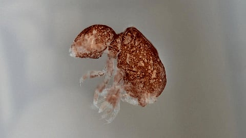 Zoological Survey of India scientists discover new springtail species in Sikkim