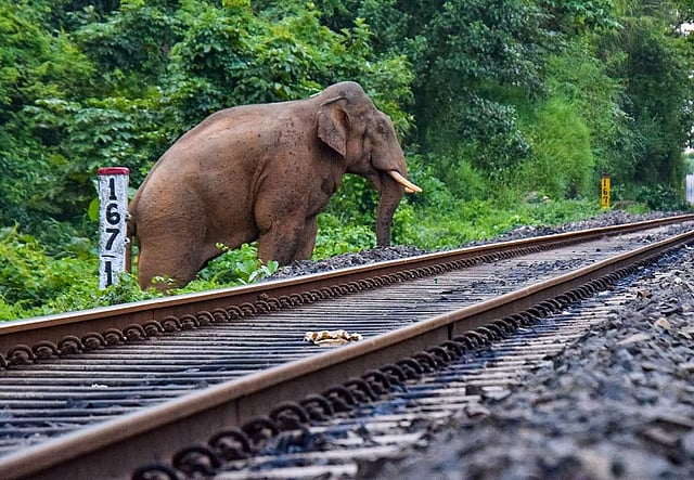 NFR uses AI to prevent trains hitting elephants, saves over 160