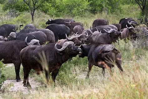 Image of a herd of feral buffalo