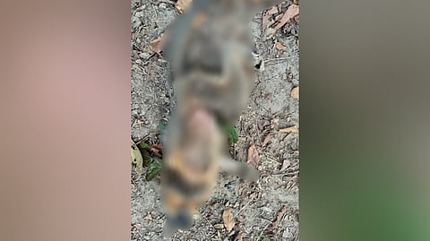 Image of the dead langur 