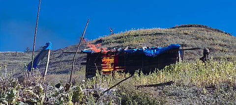 Illicit Poppy Plantation Destroyed in Manipur's Churachandpur
