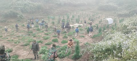 Over 7.16 Lakh Ganja Plants Destroyed in Joint Raids Across Tripura 
