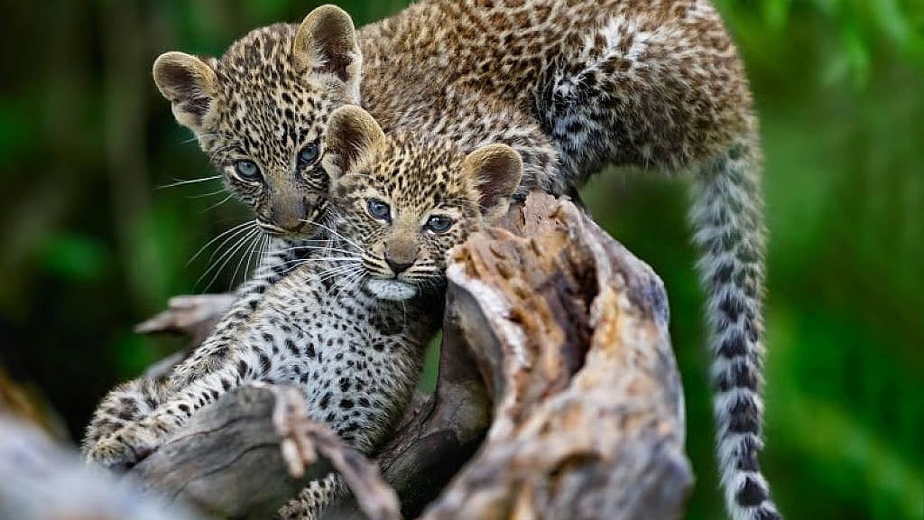Two leopard cubs rescued from Greenwood tea estate in Dibrugarh