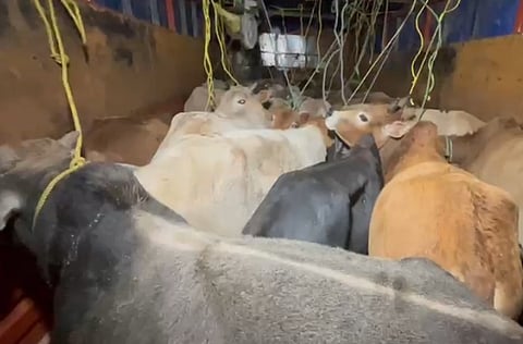 Image of the stolen cattle