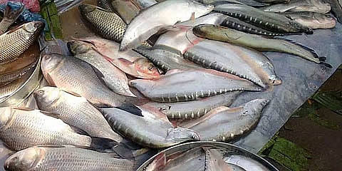fish production