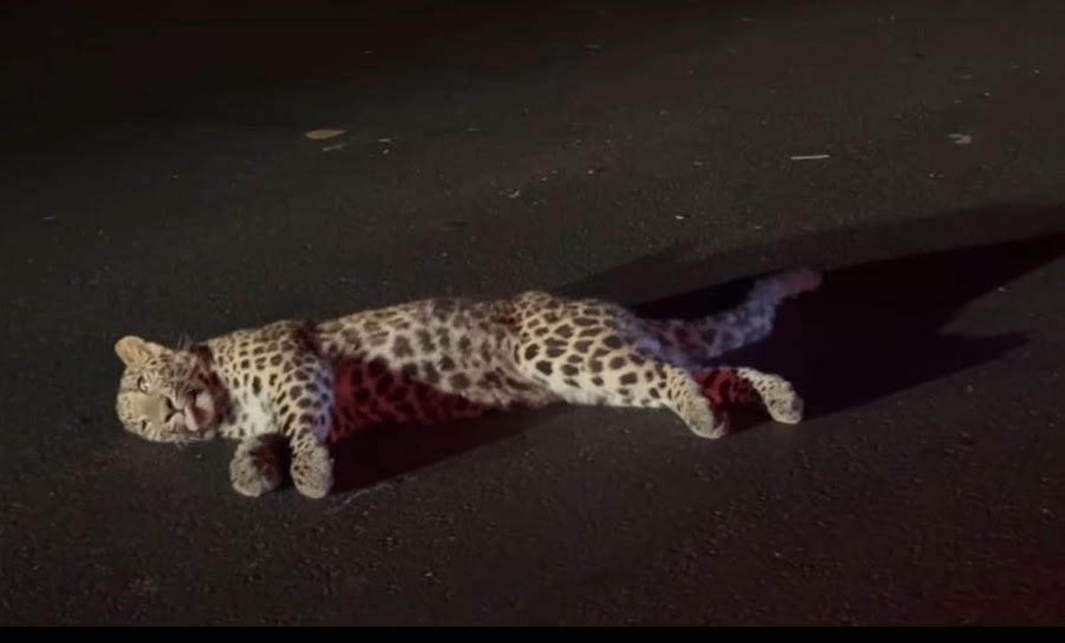 Dead Leopard Floating Assam: Leopard killed after being hit by speeding vehicle in Dibrugarh