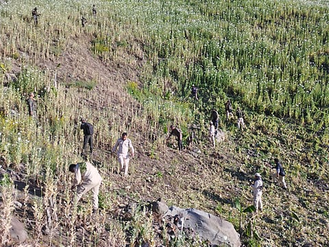 25 Acres of Illegal Poppy Crops Destroyed in Manipur
