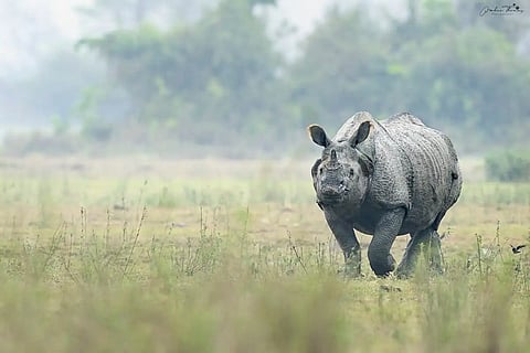 Assam marks two years without rhino poaching in Kaziranga: CM Himanta Biswa Sarma 