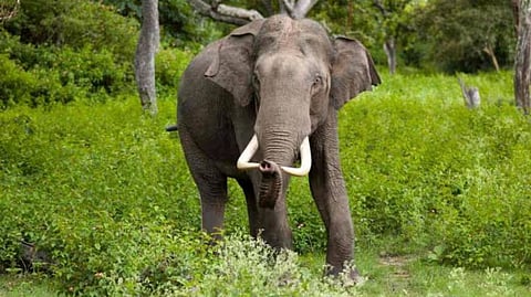 Wild elephant