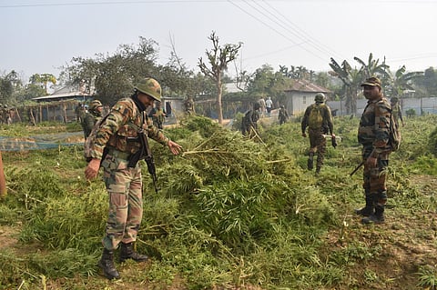 Assam Rifles Destroys Illegal Ganja Cultivation Worth Rs 27 Crore in Tripura
