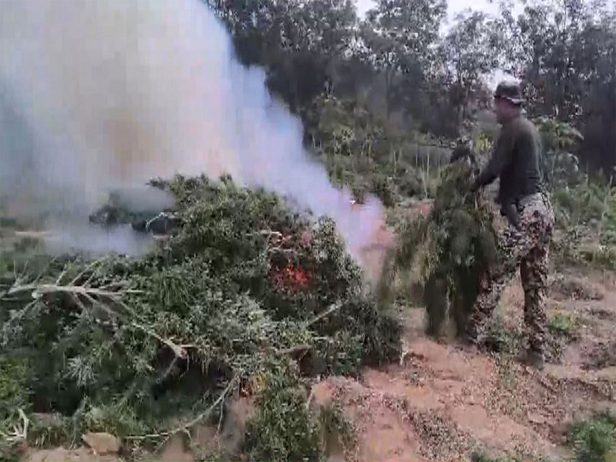Tripura: Over 5 lakh cannabis plants worth Rs 75 cr destroyed