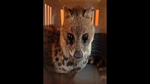 Indian civet