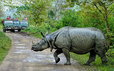 Researches trace KNP’s evolution into last great home of one-horned rhino